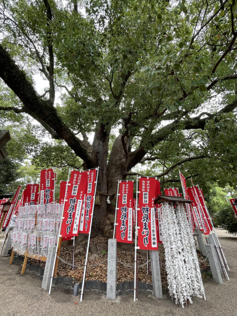 Nankunsha Shrine Couple camphor trees
